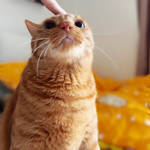 啤啤